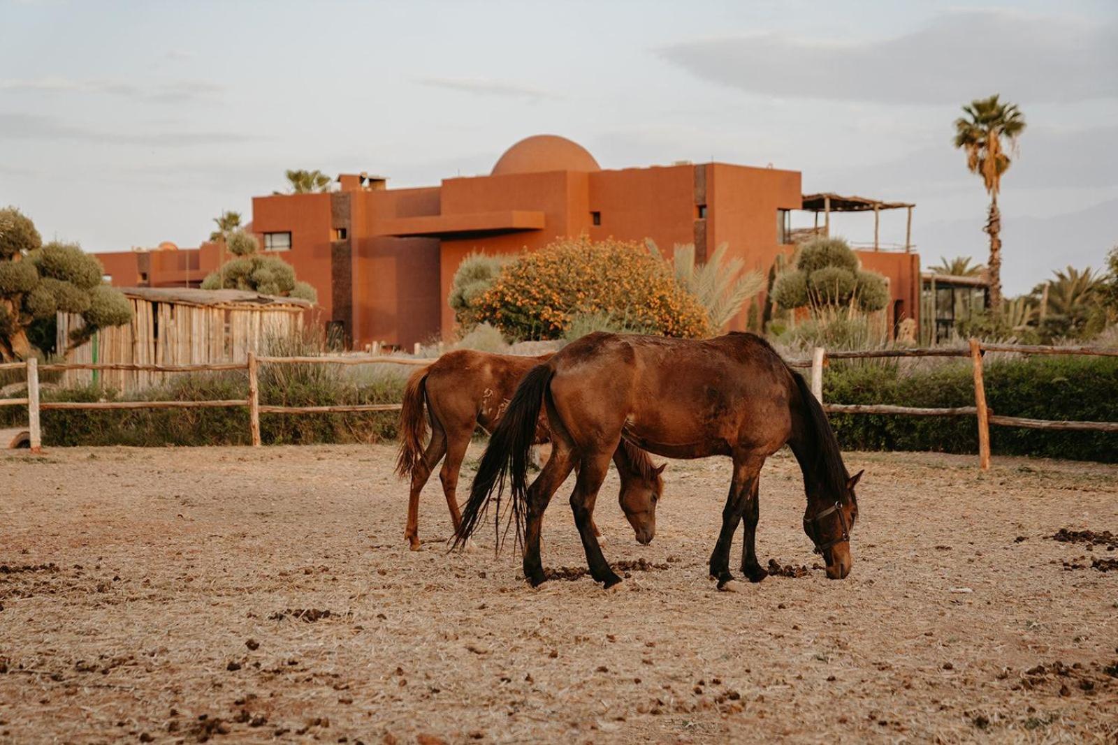 Fellah Hotel Aït Hamid Extérieur photo